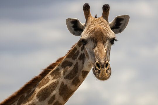 Masai giraffe in Selous game reserve in Tanzania