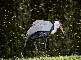Wattled Crane, Bugeranus carunculatus, walks along the shore and picks food in the water