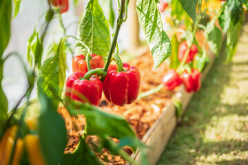 Red bell pepper plant growing in organic garden