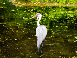 Wattled Crane, Bugeranus carunculatus, walks along the shore and picks food in the water