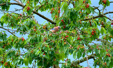 Eichelh&auml;her klaut Kirschen aus Baum