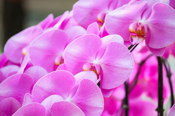 Beautiful Phalaenopsis Orchid flower blooming in garden floral background