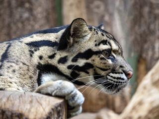Clouded Leopard, Neofelis nebulosa, stays mainly on trees, where it hunts birds and smaller mammals