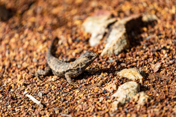 Western Fence Lizard 12