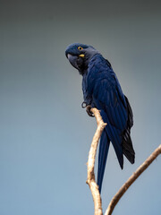 Hyacinth Macaw, Anodorhynchus hyacinthinus, a large parrot, stands out with its beautiful metallic blue feathers