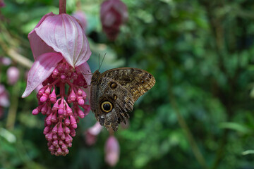 Caligo memnon, the giant owl or pale owl, is a butterfly of the family Nymphalidae. Caligo memnon butterfly  butterfly sitting on beautiful pink flower.