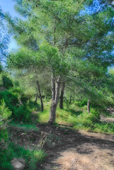pino en bosque mediterráneo en Tarragona (España)