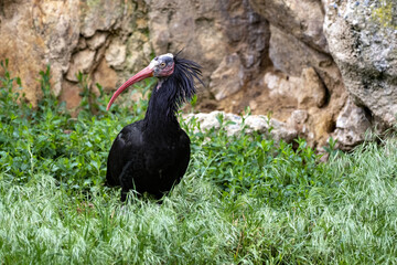 The Northern bald ibis, Geronticus eremita, has a red beak and a tuft on its head, has been threatened with extinction
