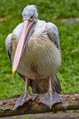 The Dalmatian pelican, Pelecanus crispus, rests high in the branches and observes the surroundings