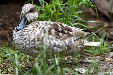 Marbled teal, Marmaronetta angustirostris, a smaller inconspicuous duck lives near water