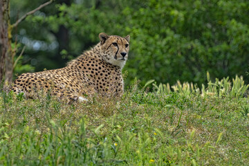 Fototapeta na wymiar Cheetah, Acinonyx jubatus, is a fast runner, lying on a high hill and observing the surroundings