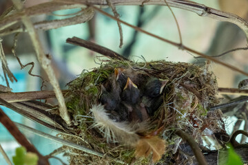 A brood of chick-flycatchers in their habitat. Little chicks in the nest. Kids with closed eyes and a yellow beak. In animals, skin without feathers, only down. A nest between the branches of a shrub 