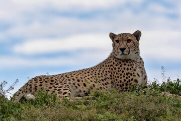 Cheetah, Acinonyx jubatus, is a fast runner, lying on a high hill and observing the surroundings