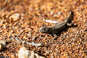 Western Fence Lizard 14