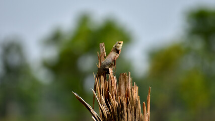 Garden Lizard (Calotes versicolor) searching food in jungle