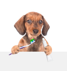 Dachshund puppy holds a toothbrush and a tube of toothpaste and looks  above white banner. isolated on white background
