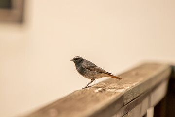 Male black redstart resting on balcony