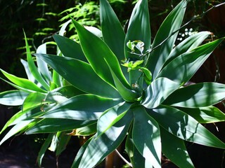 green and yellow