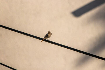 Black redstart resting on electric cable