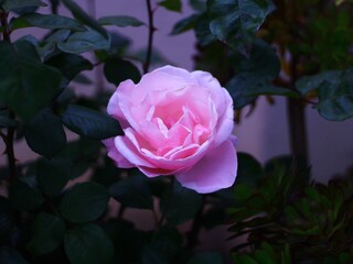 pink rose in the garden