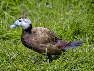 The white-headed duck, Oxyura leucocephala, has a white coloration on the head and a distinctive blue beak.