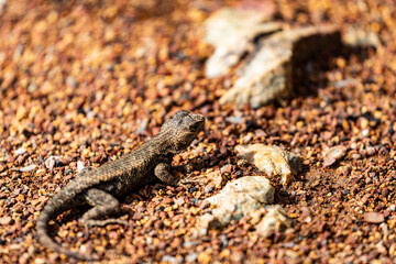 Western Fence Lizard 16
