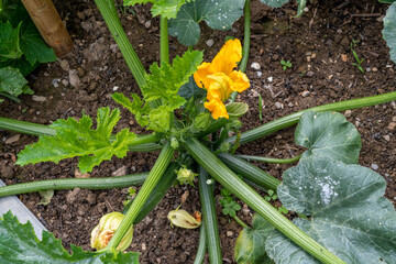 Zucchini im Garten