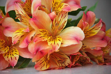 The charm of Alstroemeria. Spring time background. Flat lay, copy space, top view. Valentines background. 