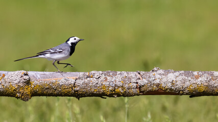 White wagtail (motacilla alba) perched on brown branch in front green grass bokeh background
