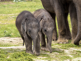 The Asian Elephant, Elephas maximus, several months old, is still staying close to its mothers