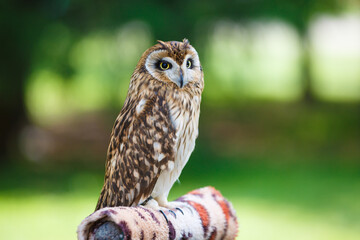 Little owl for taking pictures in an amusement park.