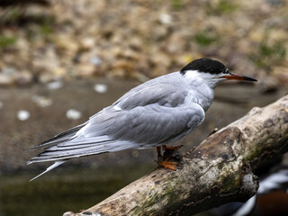The common tern, Sterna hirundo, is a good aviator, deftly diving for fish