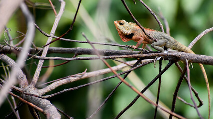 Garden Lizard (Calotes versicolor) searching food in jungle