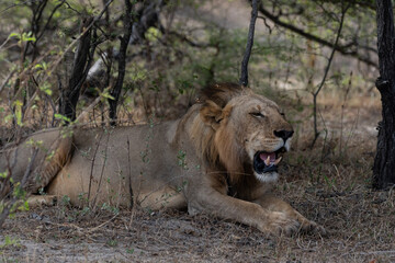 Lions in Selous Game Reserve, Tanzania