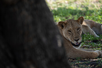 Lions in Selous Game Reserve, Tanzania