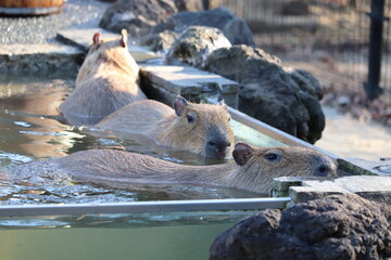 カピバラ