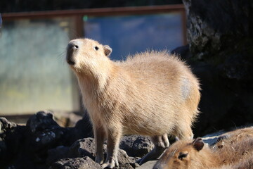 カピバラ