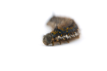 Brown tail moth larvae isolated on white background