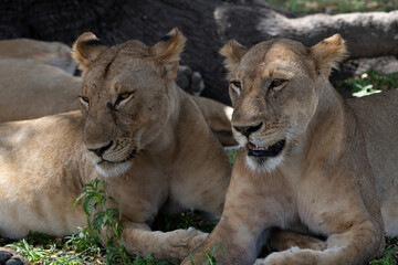 Lions in Selous Game Reserve, Tanzania