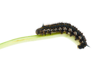 Brown tail moth larvae isolated on white background