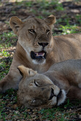 Lions in Selous Game Reserve, Tanzania