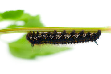 Brown tail moth larvae isolated on white background