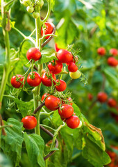 Ripe tomato plant growing in greenhouse. Fresh bunch of red natural tomatoes on a branch in organic vegetable garden. Blurry background and copy space for your advertising text message