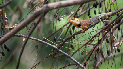 Garden Lizard (Calotes versicolor) searching food in jungle
