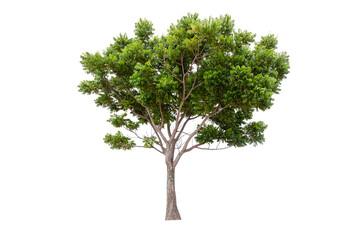 Fototapeta na wymiar Large green tree (Neem Tree) isolated on white background.