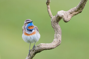 The wonderful Bluethroat before dawn (Luscinia svecica)