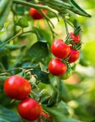 Ripe tomato plant growing in greenhouse. Fresh bunch of red natural tomatoes on a branch in organic vegetable garden. Blurry background and copy space for your advertising text message.