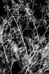 herbarium, pussies, bouquet of flowers on dark background,studio photo black and white flowers and plants
