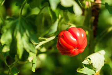 Ripe tomato plant growing in greenhouse. Fresh bunch of red natural tomatoes on a branch in organic vegetable garden. Blurry background and copy space for your advertising text message.