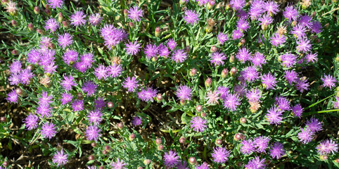 Obraz premium Natural floral backgrounds. Little lilac flowers. Rhaponticum repens. Levzeya saflorovidny or maral root Rhaponticum carthamoides.